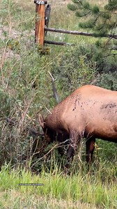 I caught this bull racking as I was driving by. Just a quick clip but awesome to see! #reelsfypシ #viralreelschallenge #viewers #naturelovers #wildanimals #elk #nature #bullelk | Colorado Wild Images