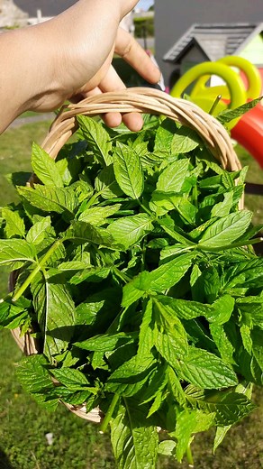 12 reactions | Mint Making my homemade mint tea this year. Normally i just leave this mint grow and diebut i was thinking to have a good warm tea during winter or cold season will be nice  | Elvena Podeur | Facebook