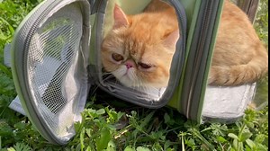 TOYSINTHEBOX Cat Backpack Carrier Bubble Expandable Foldable Breathable Pet Carrier Dog Carrier Backpack for Large Big Cats Hiking, Travelling, Camping, Up to 22 Lbs (Brown)