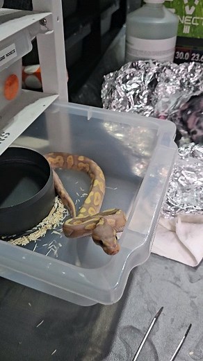 143K views · 31 comments | Banana sugar mojave/phantom female feeding #royalpythons #ballpythonlove #beardeddragon #reptilebreeder #snek #morph #leopardgecko #petsnake #herpetology #animal #morphs #cornsnake #snakelove #reptilelove #livingart #ballpythonofinstagram #snakelovers #reptilesofinsta #serpent #ballpythonsnake #nature #ballpythonlover #babyballpython #snakesofinsta #crestedgecko #ballpythonmorphsofinstagram | Xclusive ball pythons | Facebook