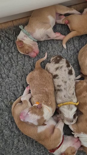 Puppy Spam 🐶 | Mona Cottage