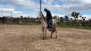 Auction Horses Rescue on Reels