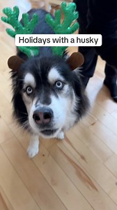 96K views · 3.9K reactions | Holidays with a husky are hectic ‍ #husky #huskies #dogvideos | Levi the Husky Rescue | Facebook
