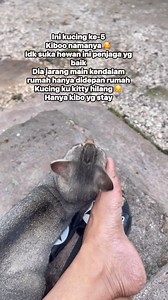 Kibo My Cat after My kitty Dissapear 🥲 #November #cat #homemade | Fabiola Ireeuw