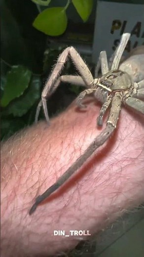 Animals Transformation!