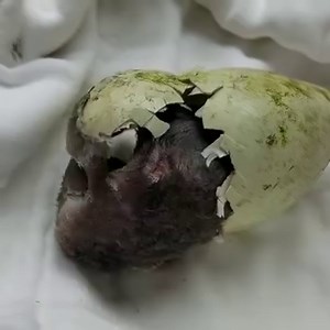 Penguin chicks hatch live on camera | The Independent
