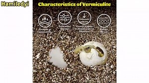 Hamiledyi Vermiculite for Incubating Reptile Eggs Terrarium Bedding Snake Habitat Substrate Reptile Bedding for Tortoise, Gecko, Ball Python, Salamander, Snake, Horned Frog(2Pack,0.87gal)