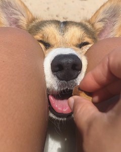 Treat preeeeeeease 😝 | Brady the Tri-Colored Corgi