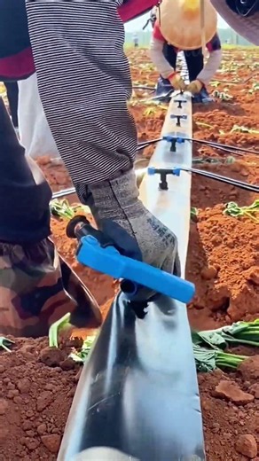Plastic Coupling Insertion For Greenhouse Soil Hydration 😍