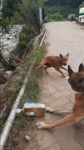 dog attack ready #🙏