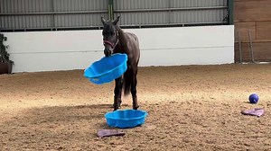 Can we breed non spooky brave youngsters ?? MAGNETIC at stud ❤️❤️😂😂 | Astrid Bolton Sport Horses