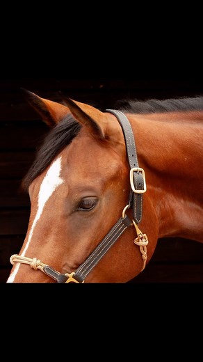 It had to be done… Our latest color selection in the patented Hybrid Halter is black leather with contrast stitching and our luxe copper rope. For when you want to be ultra chic but not loose the vavavoom 🤎🐴💃🏻 These are in stock in the USA now along with matching accessories like our leather ended luxury leading ropes Model: the beautiful Milan from @heartbreaker.dressage.horses #dressage #eventing #horsemanship #horsetraining #hunterjumper #showjumper #barrelracing #libertyhorse | The Horse