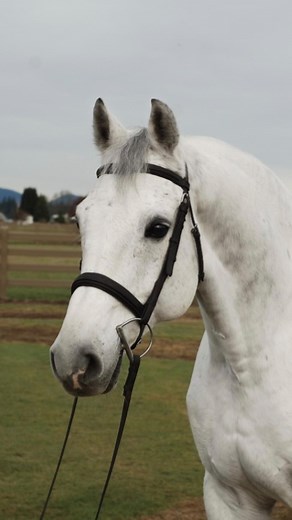 Claro VA, 2011, 16.3 hand, Holsteiner Gelding “Aro” is a handsome 12yo 16.3h imported Holsteiner gelding (Clarimo x Corrado x Landgraf I x Capitol). He is a true three ring type with talent for the jumpers, hunters and equitation. He has miles in all three rings. Aro is extremely well schooled with an easy lead change and counter canter. He is a kick ride and light in the bridle. Aro has a fantastic hind end and scopey jump. He is very easy to handle and loves any attention he can get! Aro is lo