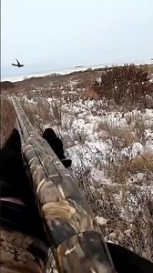 Pheasant hunting with a young Kurzhaar #shorts #Amur Region 2025