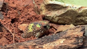Grumpy Golfball Friend (Crucifix Frog) would normally be burrowed underground but kindly came out to say hello today! Zoos Victoria | Stickyfrogs