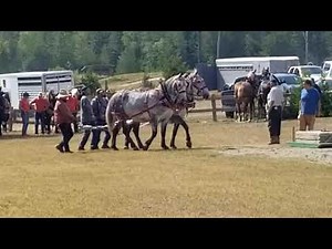 Mules in horse pull competition