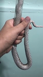 206K views · 1.7K reactions | An ocellated carpet viper (Echis...