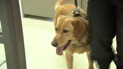 COVID-Sniffing Dogs Help Detect Virus on Surfaces at Mass. Schools