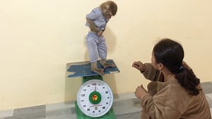 Smart Jason Delight Jump To Gain Weight While Weighting Show Off Mom | Monkey Jason