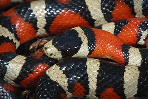 Lampropeltis pyromelana knoblochi - Alchetron, the free social encyclopedia