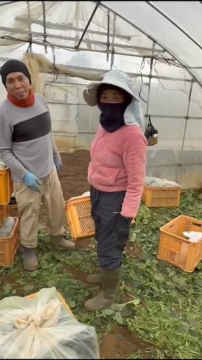 Umur 45 seorang ibu anak 3 bekerja di Jepang , mantap sebagai contoh buat anak muda, asal nyak megae kadong umur 50 nak dadi #motivasi #semangatmegae | Nanang Tu Krisna