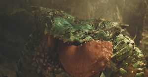 Monster Hunter Wilds Chatacabra guide: weaknesses, strategy, rewards