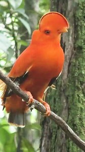 #MarksMoments: Of all the places I've been with National Geographic-Lindblad Expeditions, I found the expedition to the northern part of South America to be particularly unique and memorable. This region is not a typical tourist destination, so it felt like venturing off the beaten path. One place that truly stood out to me was the interior of Guyana, with its beautiful and untouched rainforests. I was grateful to have the opportunity to photograph the cock-of-the-rock, an iconic bird of the reg