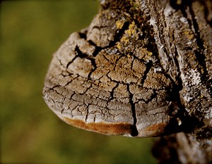 Phellinus linteus - Alchetron, The Free Social Encyclopedia