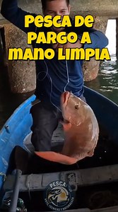 1.4M views · 27K reactions | PESCA DE PARGO A MANO LIMPIA #PescaArtesanal #Pargo #VidaEnElMar | Pesca: Arte, Técnicas y Naturaleza | Facebook