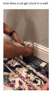 How does a cat get stuck in a wall. | Dalvis Madagascar Page