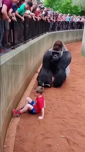 Was Harambe Protecting Him? 🧐 The Full Story #viral
