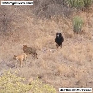 Bhalu Vs Tiger Sariska Tiger Reserve Alwar Rajasthan | Bear Vs Tiger | Bhalu Vs Bhagh | Om Prakash Soni Vlogs