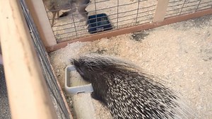 ***Block Party Attractions Update!*** At this year's Block Party we will have a live petting zoo for our attendee's. Our friends at Cock a Doodle Zoo will be bringing a ton of furry friends for you and your friends to see. Make sure you mark your calendars for September 6th, my friends! #BlockParty #dontmissit 🐄🐐 | Crossroads Church