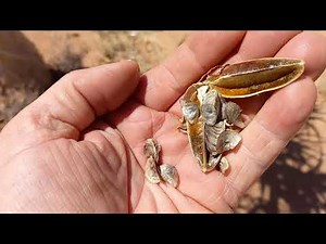 An update on the Quiver tree seed development.