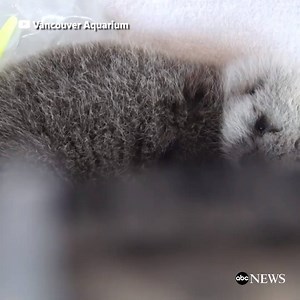 651K views · 26K reactions | A tiny male sea otter pup, estimated to be just two to four weeks old, is now in 24-hour care at the Vancouver Aquarium after it was found swimming alone in open water. @Credit: ABC News | Otter | Facebook