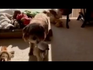 Crazy Labradoodle goes nuts over her toy