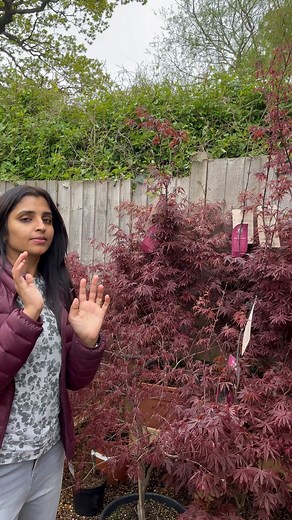 #japanesemapletree in ❤️with the colour ! #london🇬🇧 | Anchor Syamala