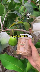 Mận chấm muối sặc siêu hạt ăn trái cây ngon nhất