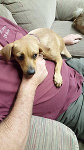 Chica is available at our Thrift Shop, 855 gray Avenue Yuba City. She gets along great with other dogs. | Sutter Buttes Canine Rescue