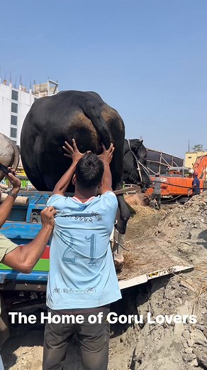 4.9K views · 43 reactions | Gigantic Huge Holstein Fresian Austral Bull Truck Unloading Moment in Chattogram Cattle Expo with Next level Height | MashAllah | #holstein #fresian #Austral #austral #bulls #cows #cowsoffacebook #paglagoru #bulls #longhorns #DecoratedBull #texasBrahman #giantbull #bigcow #KurbaniEid #indianbulls #Qurbani #borogoru #cow #sibbi #mandi | The Home of Goru Lovers | Facebook