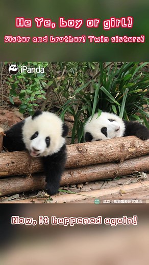 3.9K views · 413 reactions | Female panda mistaken for male! He Ye, who used to be called the "melancholy prince" and the "kindness brother", turns out to be a girl! The gender of pandas are actually very hard to tell. #PandaMoment #PandaOfToday #ChengduPandaBase For more panda information, please check out: https://en.ipanda.com | iPanda | Facebook