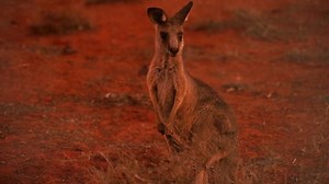 Sad Little Kangaroo Covered By Ash Stock Footage Video (100% Royalty-free) 1041051128 | Shutterstock