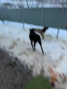 18 reactions · 3 comments | Georgie, Kimber and Missy! | Peters Creek Pet Boarding | Facebook