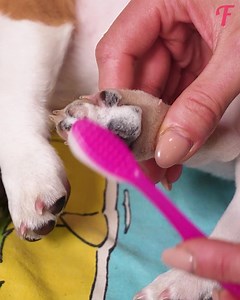 14K views · 96 reactions | Puppy Grooming Session: Nail Care, Bath, Massage (For entertainment purposes only. Consult professionals if guidance on activities is presented. No brand affiliation is implied if any are shown. If inspired by true events, creative adaptations may be included. Content may include public footage.) | Fabiosa Australia | Facebook