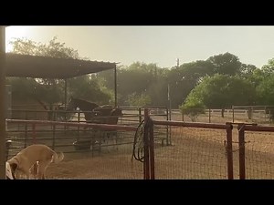 Rain in San Tan Valley