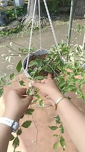 4.7K reactions · 60 shares | Wiring hanging plant | Blooming Hardinera Rosalinda Mercado | Facebook