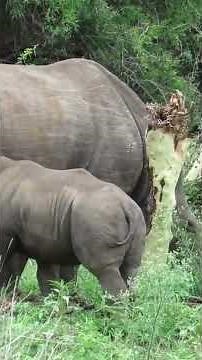 Adorable Baby Rhino Nursing from Its Mother | So Precious
