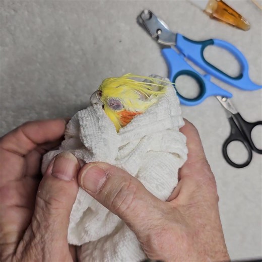 Grooming our blind Cockatiel who has liver disease. | Ginger's Parrot Rescue