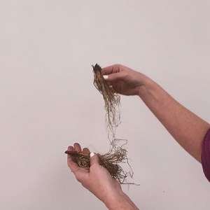 Van Zyverden Echinacea Green Twister Set of 3 Roots