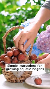 Instructions for growing longan from seeds #backyardgardening #gardeninglife #vegetablegardening #vegetablegarden #gardeningtips #gardeninglove #organicgardening #gardensofinstagram #gardenideas #urbangardening #gardeningistherapy #gardeninggoals #homegardening #gardeninspiration #lovegardening #gardeningisfun #countrygarden #veggiegarden #happygardening | Green Garden
